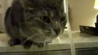 Cat Under Sink