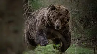 zoči voči medveďovi, časť 1
