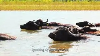 The Fascinating World of Buffalo: 🐃 From Behavior to Habitat and Anatomy  #BuffaloFeatures
