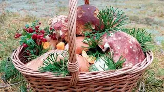 МИЛЛИОН БЕЛЫХ ГРИБОВ! ТАКОГО ВЫ ЕЩЕ НЕ ВИДЕЛИ!