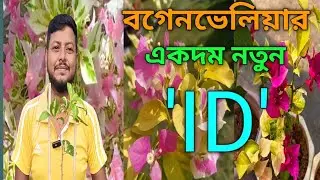 Bougainvila's new ID once again. Bougainvila New 'ID'.