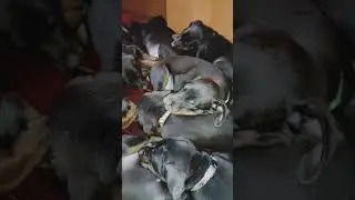 Сладкие сны. Щенки добермана. Sweet dreams. Doberman puppies.#doberman #puppy #dream #щенки #сон
