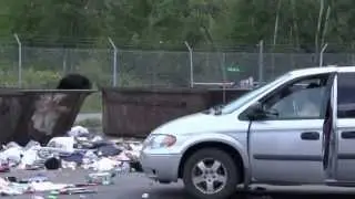 The Bear Zoo