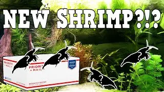 Unboxing New Shrimp From The Garden Of Eder
