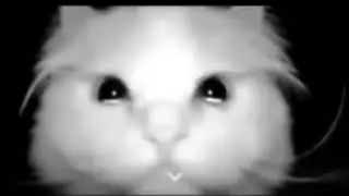 Кот вспышка оригинал