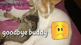 Farewell my buddy cat