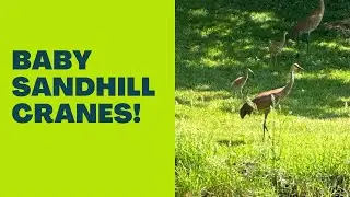 Baby sand hill cranes!!