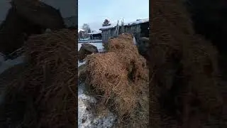 черная корова