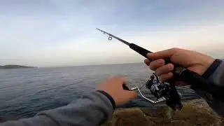 Palamut torik avı shorejigging İzmir #palamut #torik