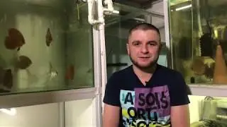 Паразиты у Дискусов под микроскопом. Жаберные сосальщики