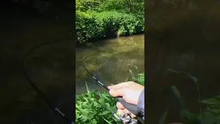 Ох, как загибает! 🎣#рыбалка #голавль #спиннинг #xul #нано #ультралайт #fishing