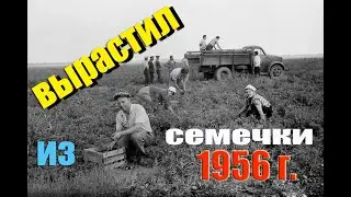 ПОМИДОР ИЗ СССР / ДЕГУСТАЦИЯ
