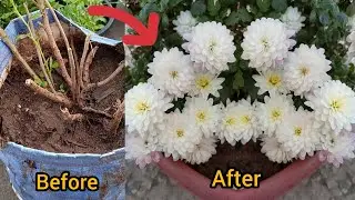 How To Save Dying Chrysanthemum /Gul e Dawoodi plant /chrysanthemum plant care
