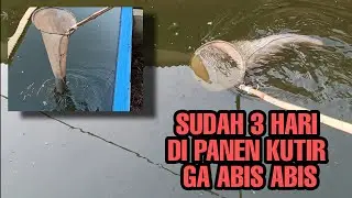 UPDATE KOLAM KUTU AIR PAKE KOTORAN PUYUH