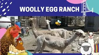 A Day On The Ranch for Kids | San Francisco Sisters