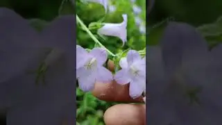 Kazayağı ve Keçimemesi Çiçekleri #nature #garden #flowers #doğa