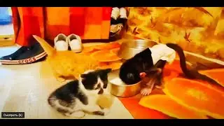 Кошка привела нам ЕЩЁ КОТЯТ и Люся учит их пить молоко и ходить в туалет!
