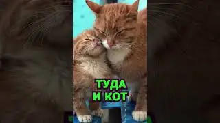 Рыжие хвосты. #shorts  #cat #funny #юмор