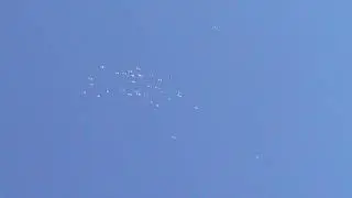 Пермские гривуны в полете