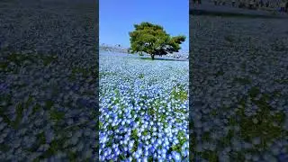 Hitachi park