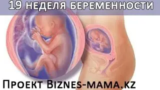 19 неделя беременности
