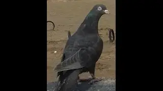 ثواني فقط شاهد هذا اللوت و قدم رأيك يصك بشكل رائع جدا