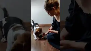 новый способ дрессировки на выдержку 