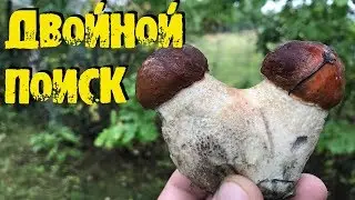 ГДЕ ИСКАТЬ ПОДОСИНОВИКИ КРАСАВЦЫ СОБИРАЕМ И КОПАЕМ ASPEN HANDSOME COLLECT AND DIG