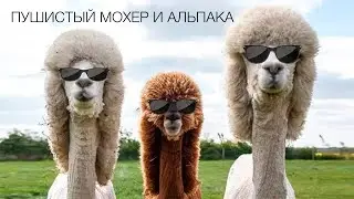 ОБЗОР ПРЯЖИ ТОБИАС,  АЛЬПАКА ПУФФИ || ПУШИСТЫЙ МОХЕР И АЛЬПАКА