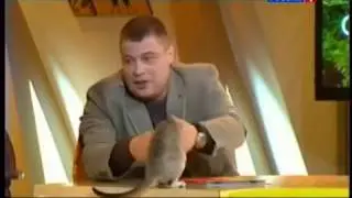 Диалоги о животных Сингапурская кошка