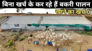 डॉक्टर साहब का कम खर्च का Goat Farming मॉडल | Goat Farming Business | Bakri Farm ka Business