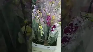 Орхидея.  Новое поступление комнатных растений 🪴  Садовый центр Росток