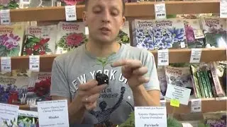 ДФ.Хириты и примулины, агротехника (И.Рачков)