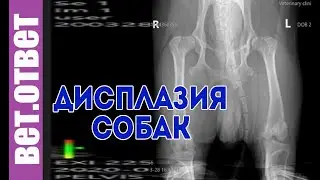 Дисплазия, что делать? Какие анализы нужно сдавать?