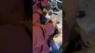 Musang terimut terlucu #shorts