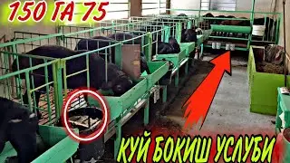 QO'CHQOR XAMDA SOG'LIQ QO'Y BOQISH UCHUN QO'YXONALAR
