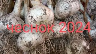 каждый год отличный УРОЖАЙ ЧЕСНОКА. Дачный Быт.  Сад и Огород