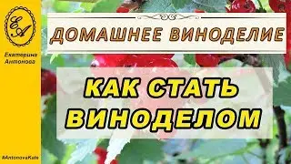 Домашнее вино это просто?  Как я стала виноделом.