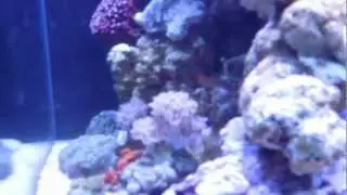 25g Reef Tank Cube