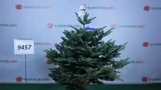 9457 Пихта Нобилис Благородная 1.25 - 1.50 м.