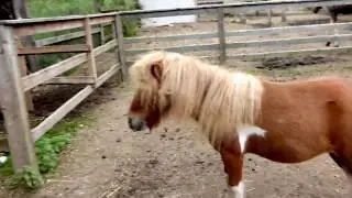 Копытные