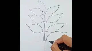 How to draw Curry Leaves Easy 