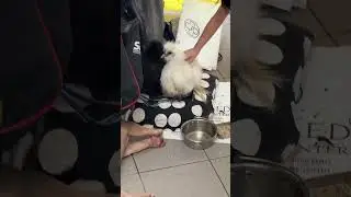 🐓 Chickens, dog & singing uncle 
