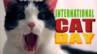 August 8 International Cat Day!!