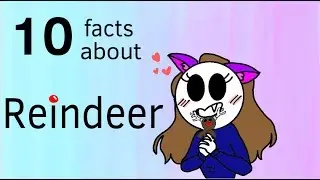 10 facts about reindeer ☃