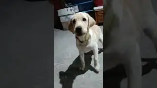WHEN U MAKE LABS WAIT FOR THEIR FOOD THEY START BARKING 🤣#labrador #puppy