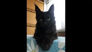 Саруман, котенок мейн кун