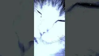 #cat #musiclove ❤️❤️❤️😍😍🥰🥰🥰💯💯🐈🐈🐈🐈🐈🐈🐈🐈😹😹😹😹😹🤗🤗🤗🤗Barslovecat