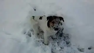 Снежные собачки.