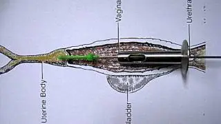 Canine vaginal speculum